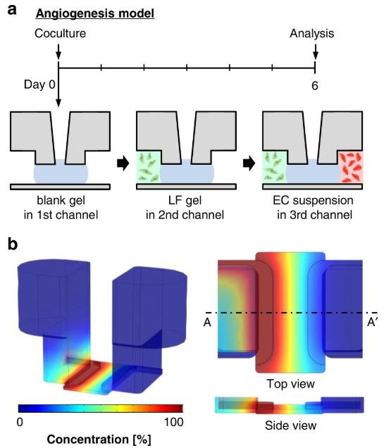 Diagram of hydrogel loading for an angiogenesis coculture model and a simulated concentration contour of diffusive transport across hydrogel channels.
