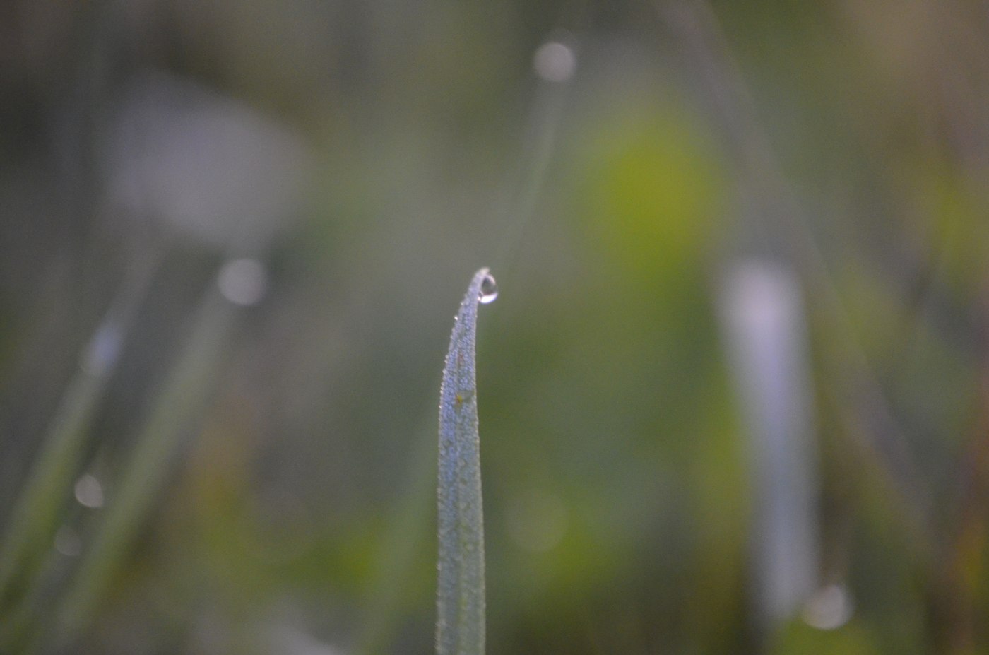 Macro photo of a dew drop balanced on the tip of a blade of grass