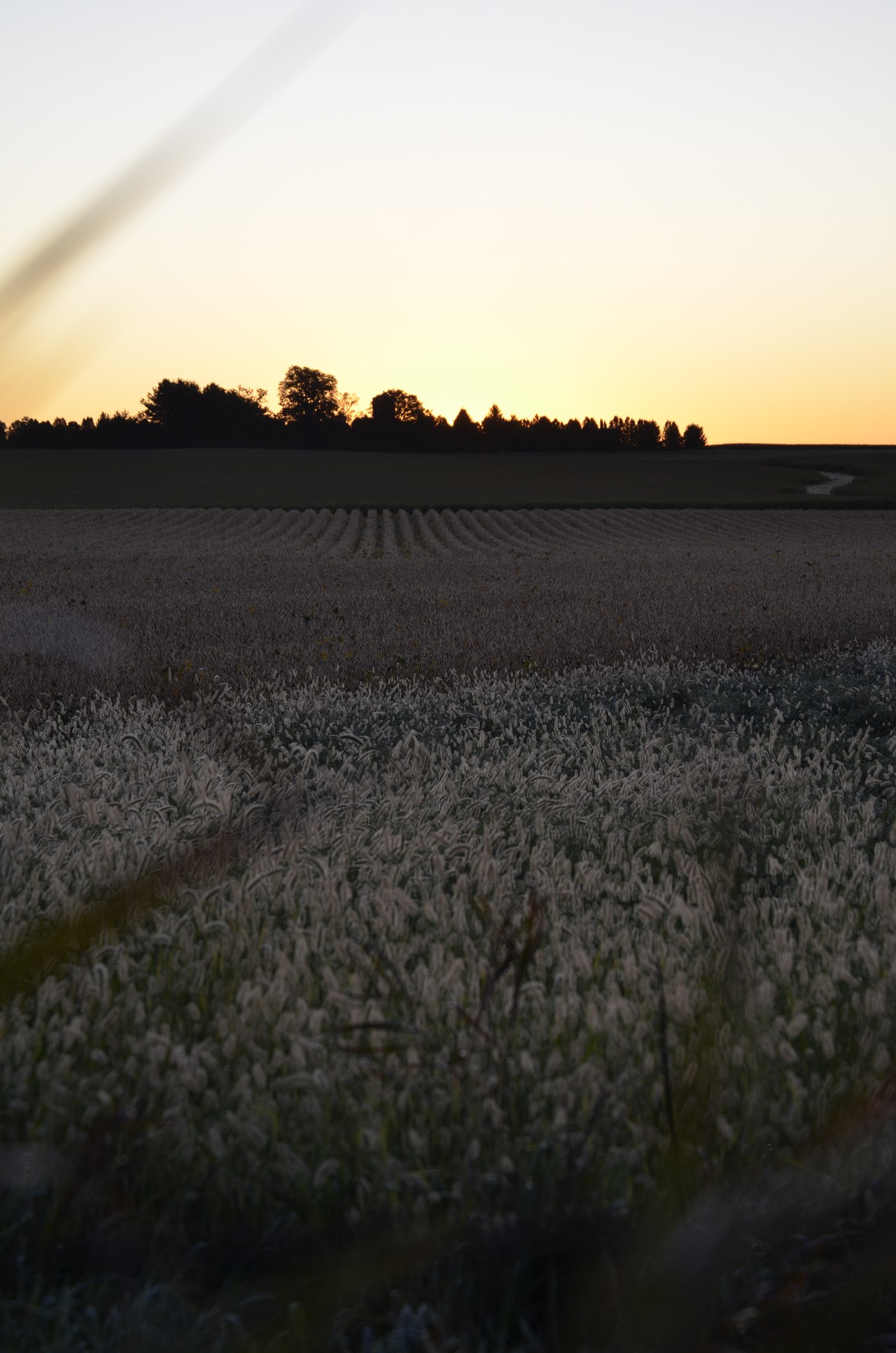 A field of grass backlit by a setting sun, with a treeline in the distance